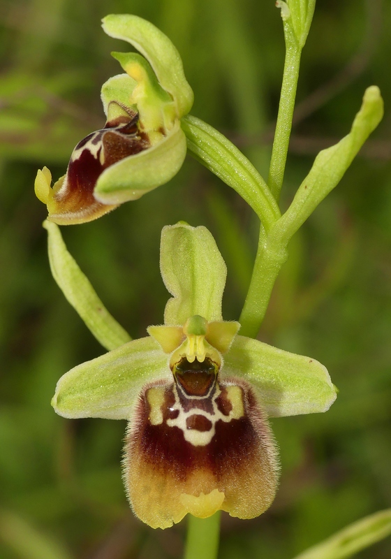 Ophrys lacaitae tra introgressioni e forme ibride  Molise 2023.